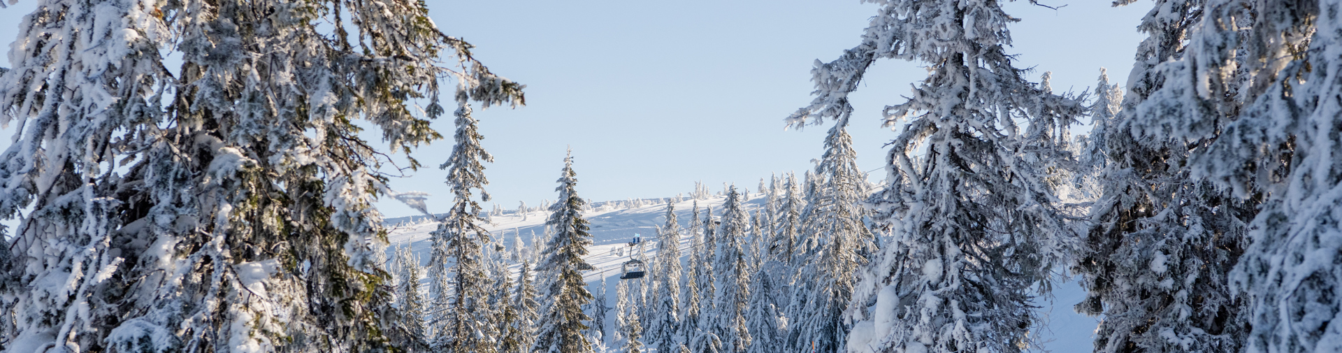 Skog Granat Vinter DSC1544 (1)