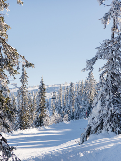 Skog Granat Vinter DSC1544 (1)